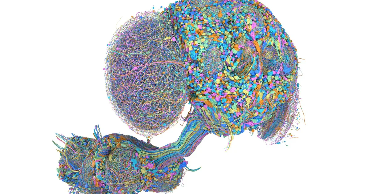 They Mapped a Fly Brain. The Internet Made It Play Doom