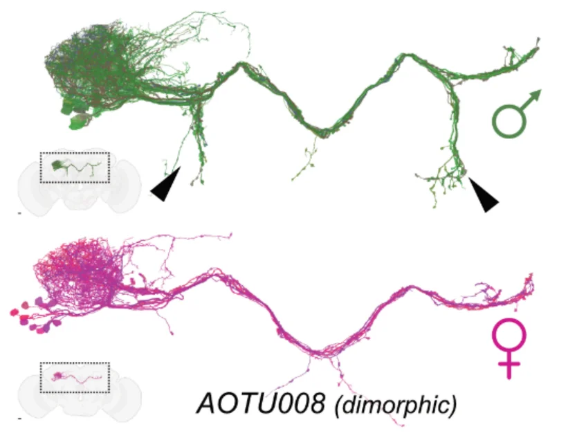 An example of a neuron that is different between the male (green) and previously mapped female (magenta) fruit fly brains.d