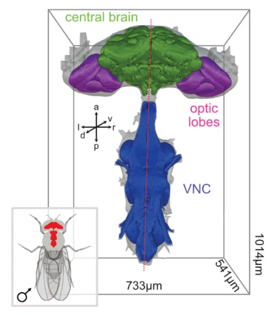 The new connectome contains neurons from the central brain (green), optic lobes (purple) and ventral (i.e., central) nerve cord (blue).